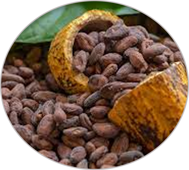 Cacao